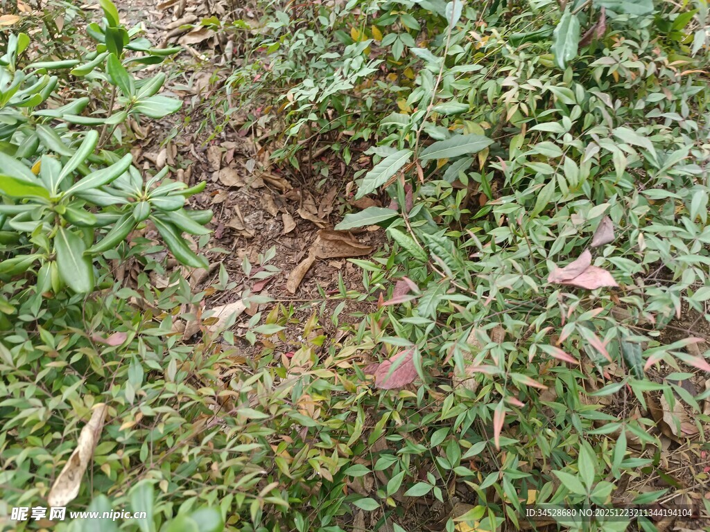 地面繁茂绿植景象