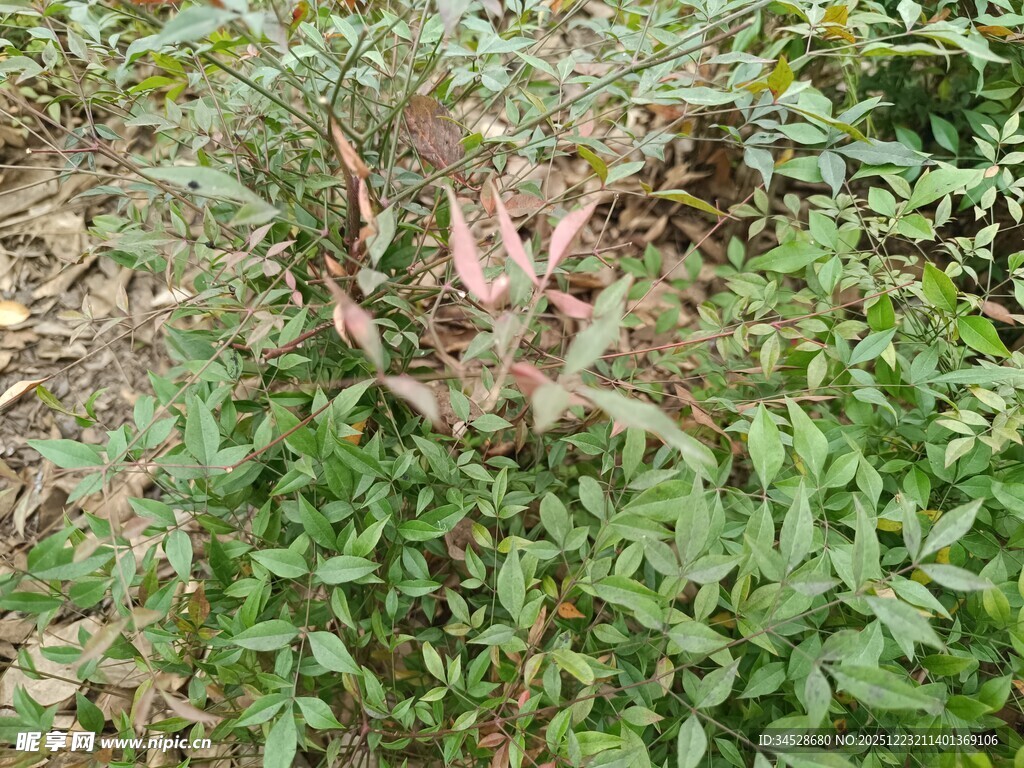 草丛中的枯叶植物