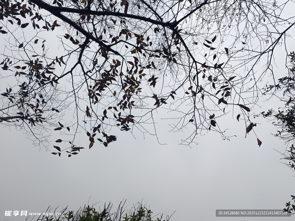 树枝剪影下的朦胧天空