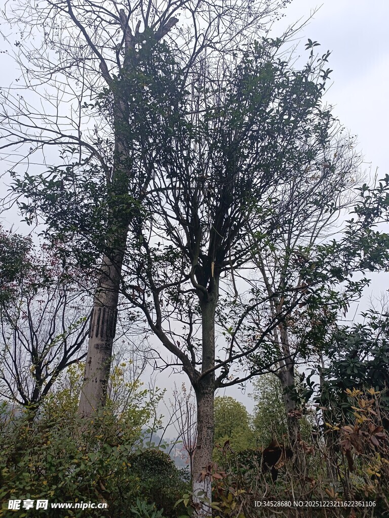 冬日枯树林景观