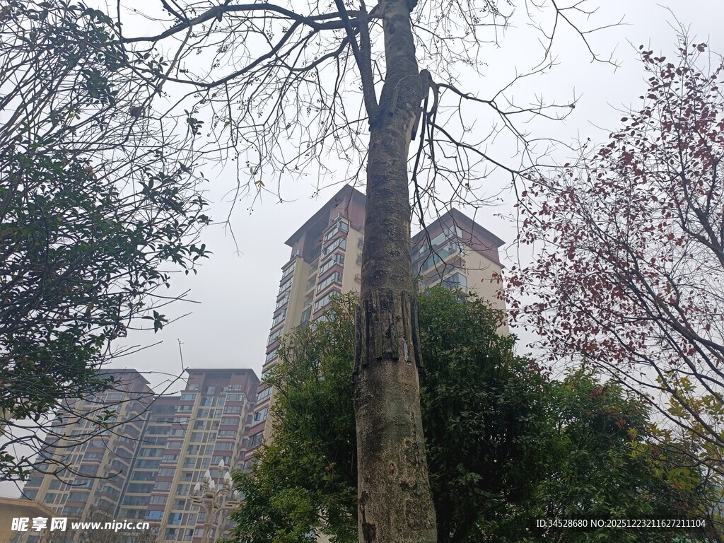 高楼旁的光秃树木景观