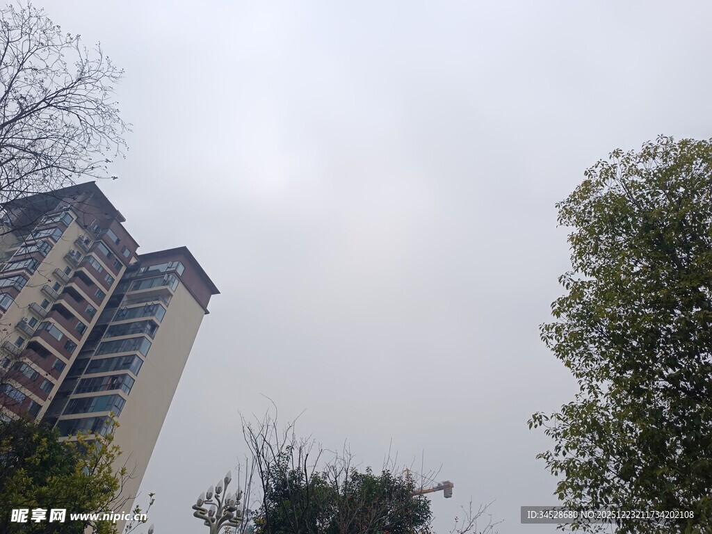 高楼旁的树木与阴沉天空