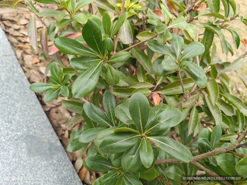 路边绿叶植物特写