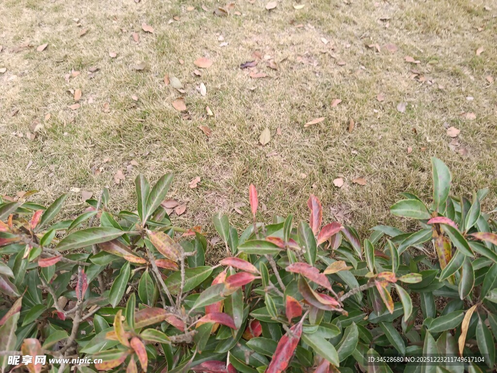 多彩叶片植物特写