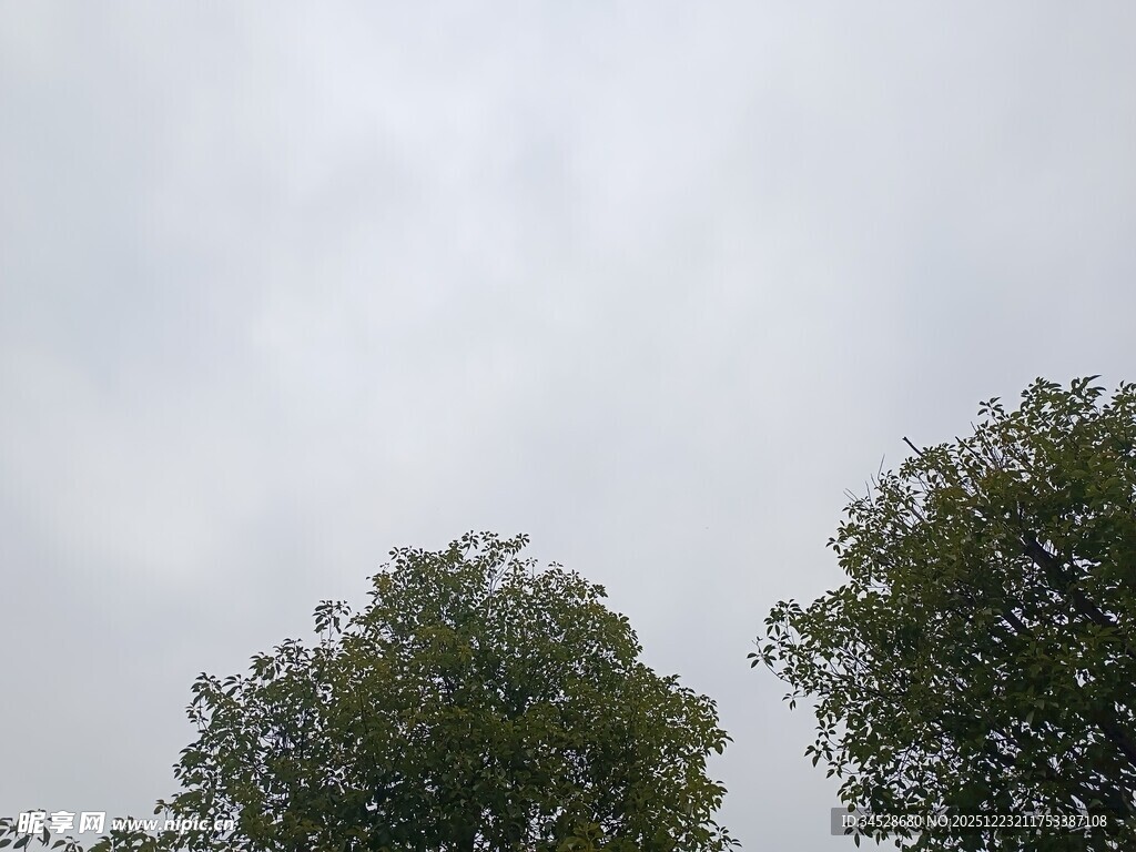 天空下的两棵绿树