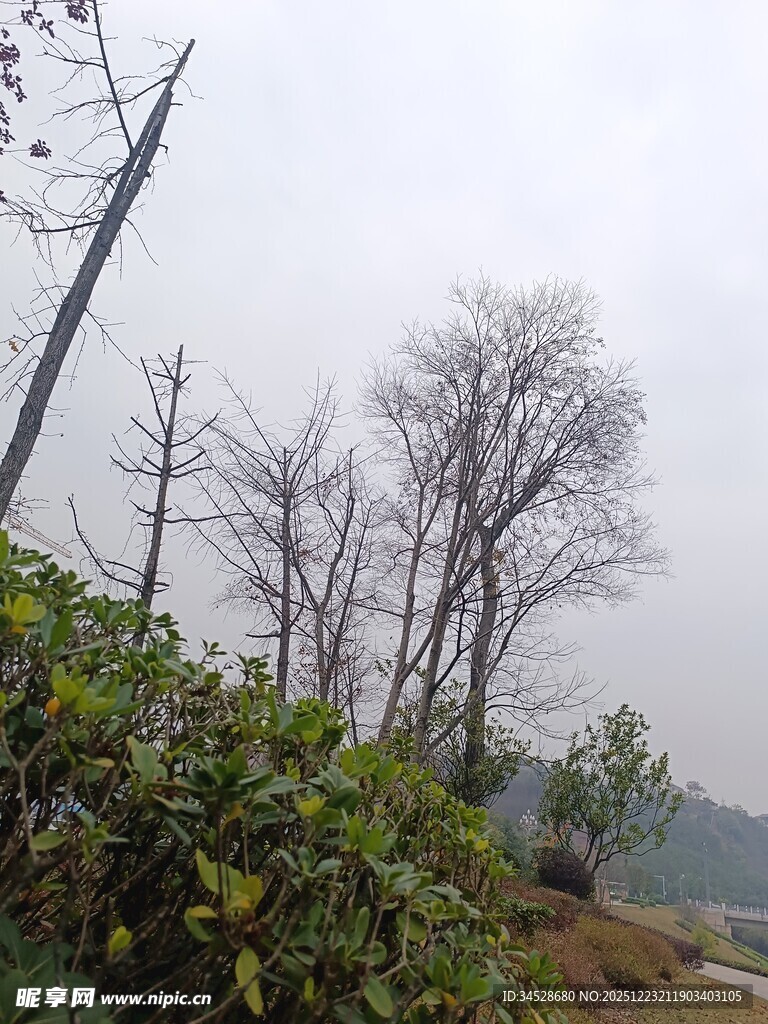 冬日枯树旁的绿植景象