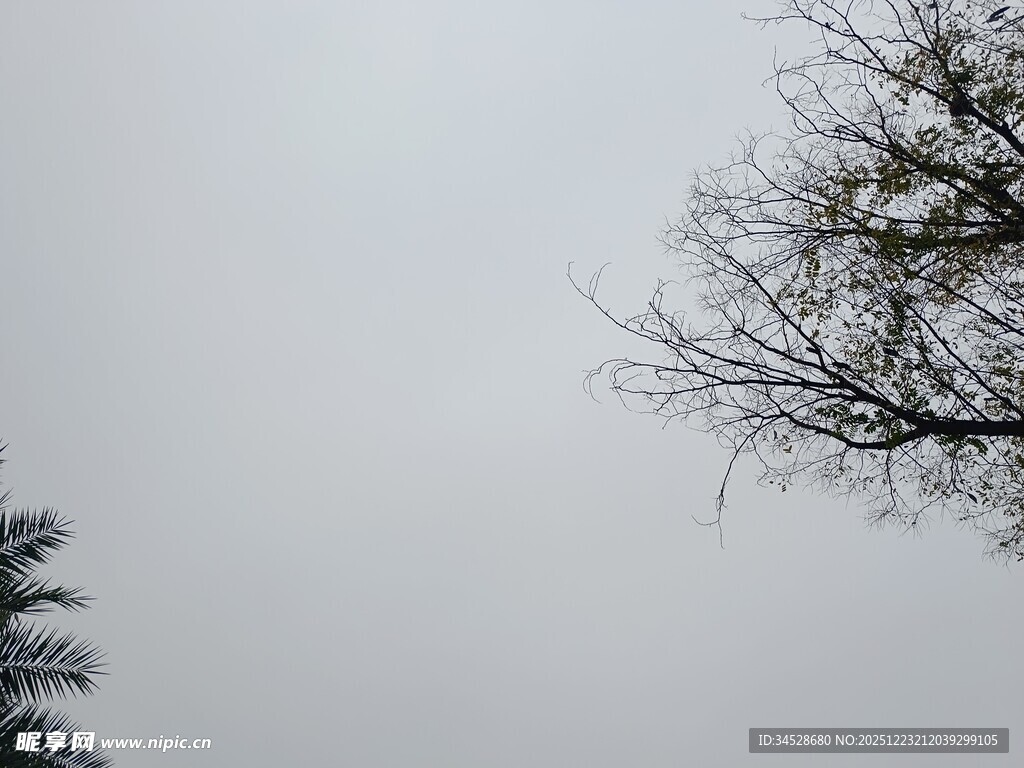 灰白天空下的两棵树木