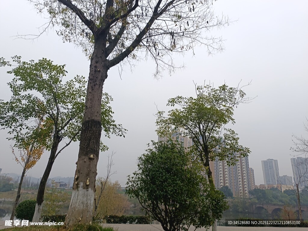 城市中高大树木与远景