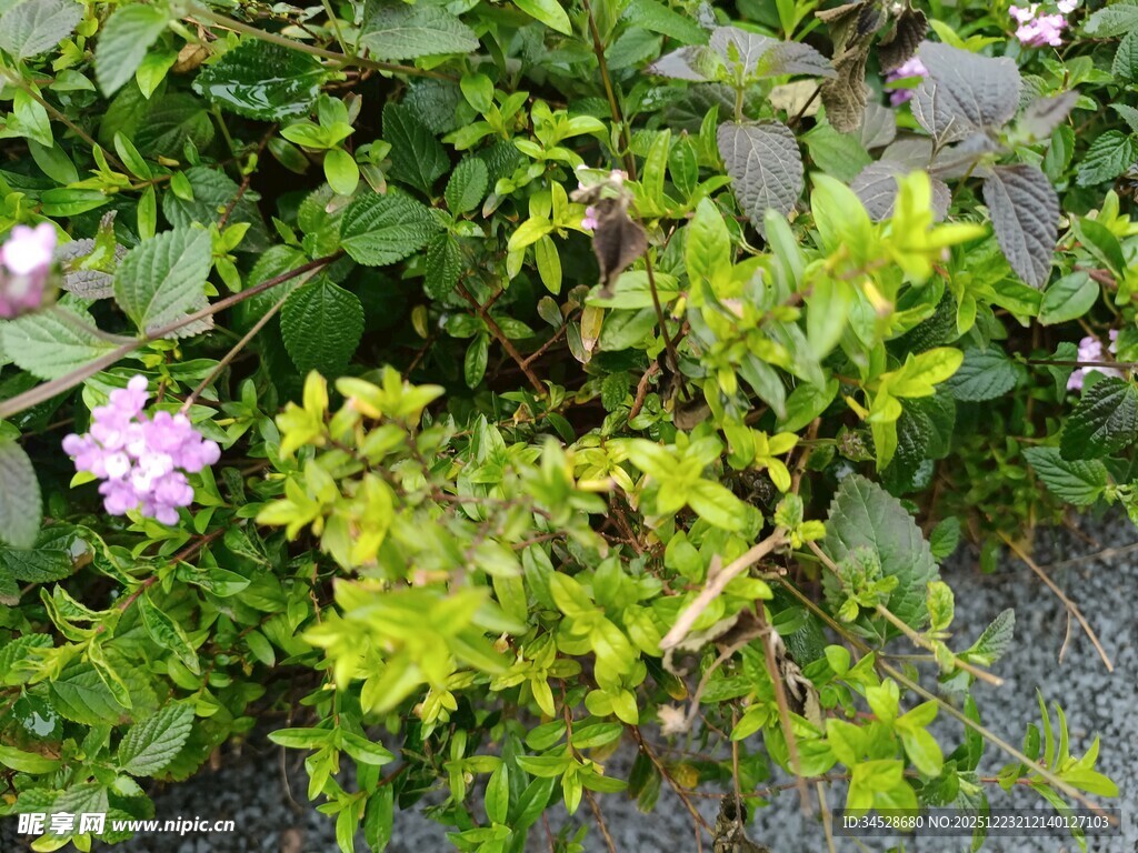 绿叶丛中绽放的粉色小花