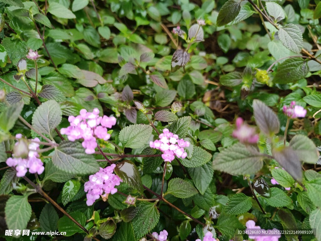 粉色小花绽放绿叶间