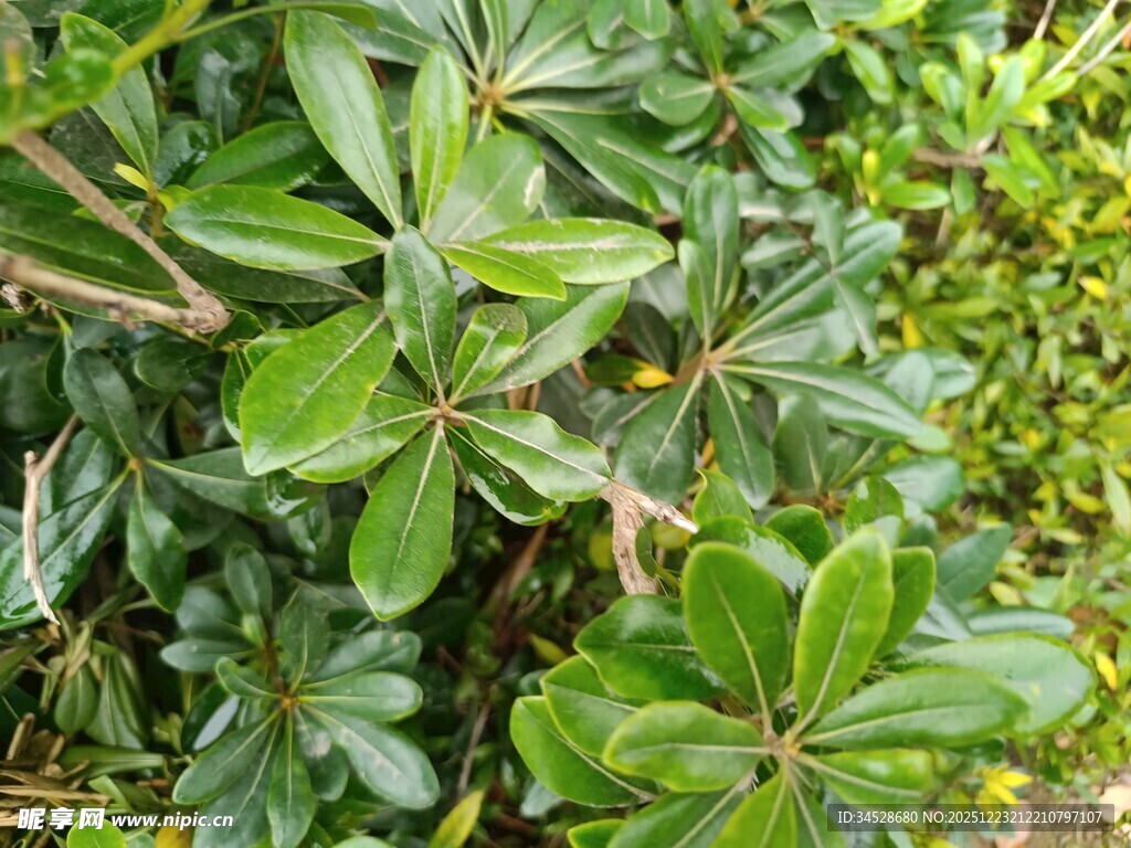 翠绿繁茂的植物叶片