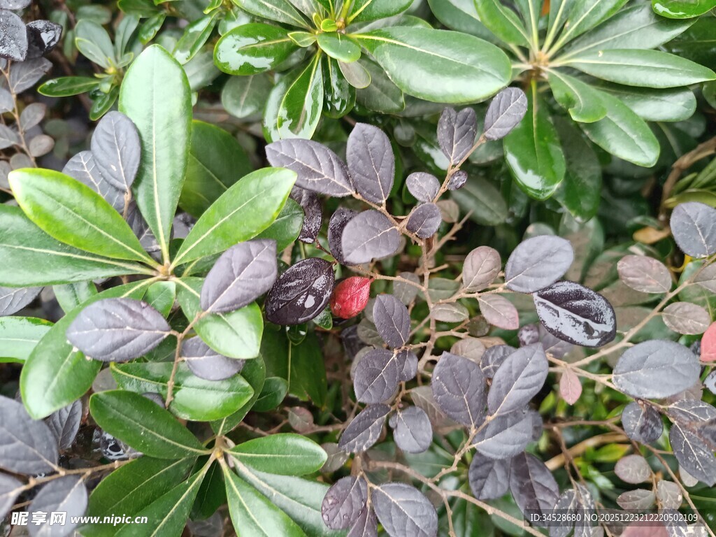 绿叶丛中的红色果实