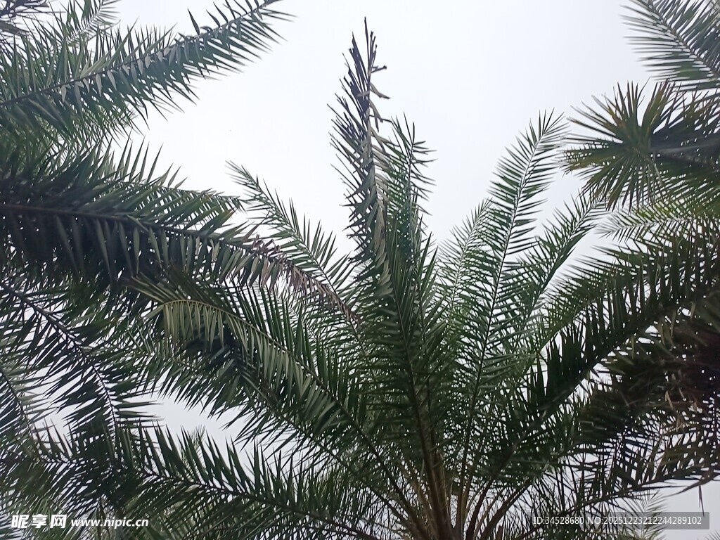 高大挺拔的棕榈树景观