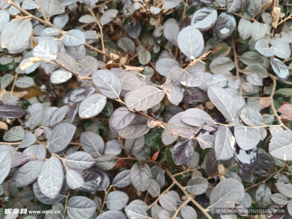 银灰色叶片植物特写