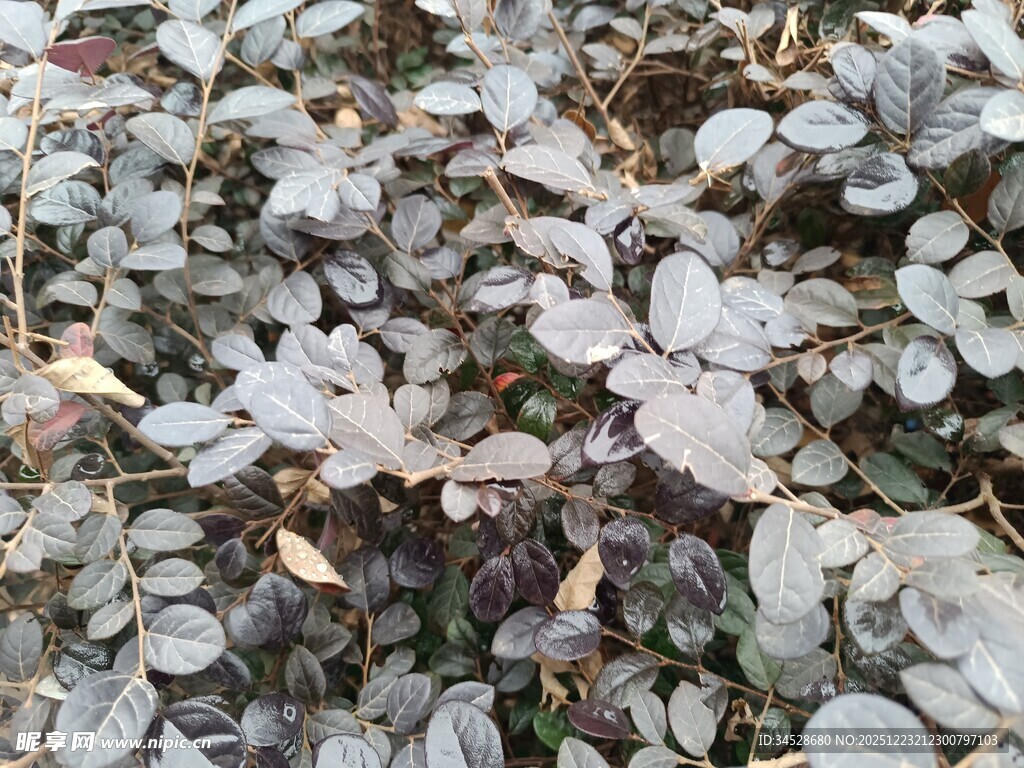 灰绿色叶片植物特写