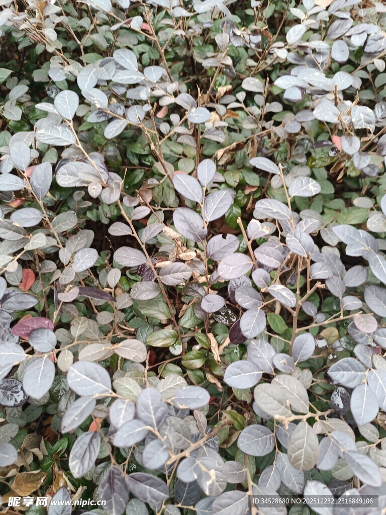 地面散落的粉色花瓣