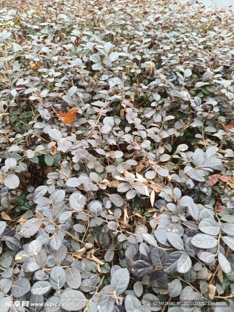 地面散落的大量银色硬币