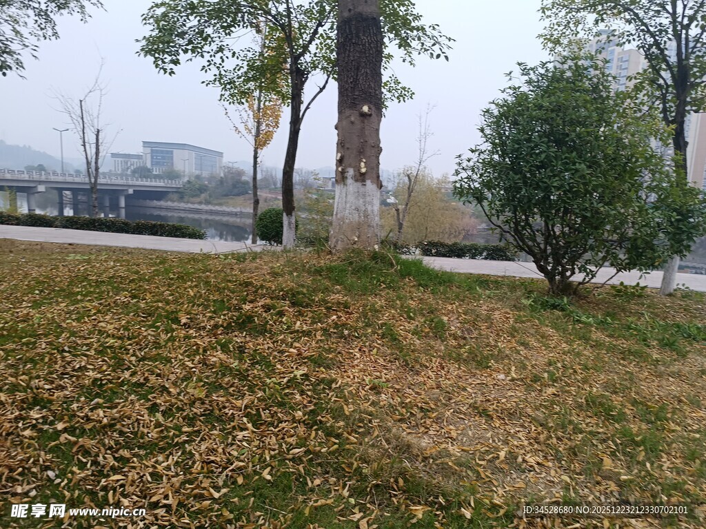 户外草地树木景观