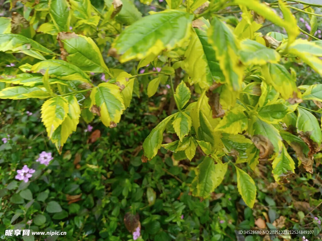翠绿繁茂的多彩叶片植物