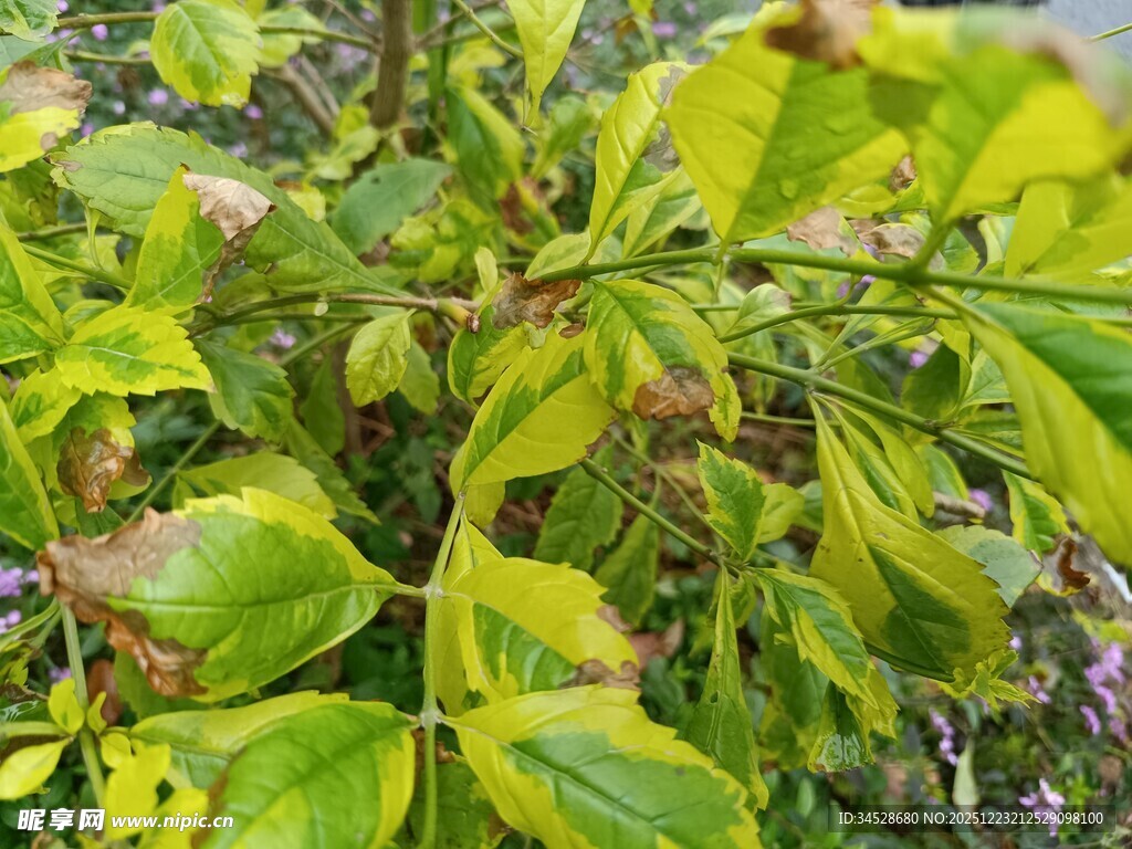 翠绿植物枝叶特写