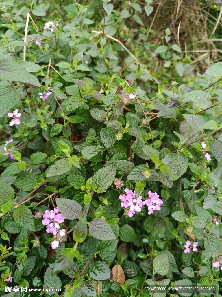 绿叶间的粉嫩小花