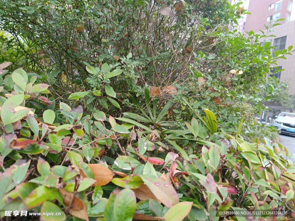 绿叶与红叶交织的景致