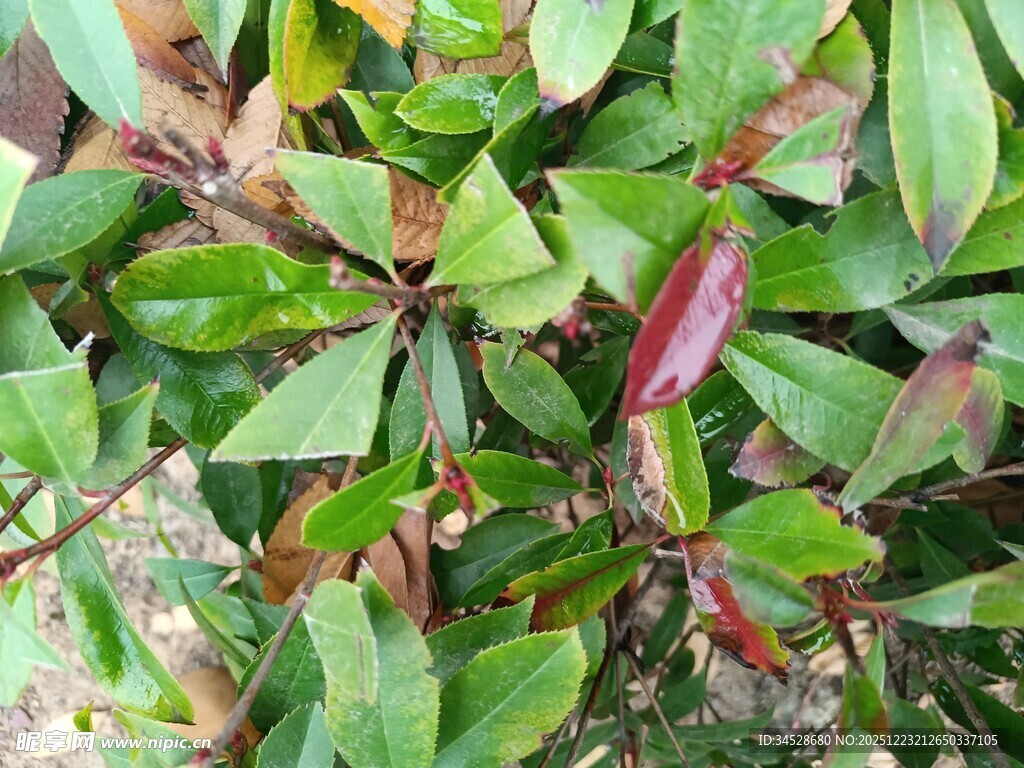 绿叶与红叶交织的植物