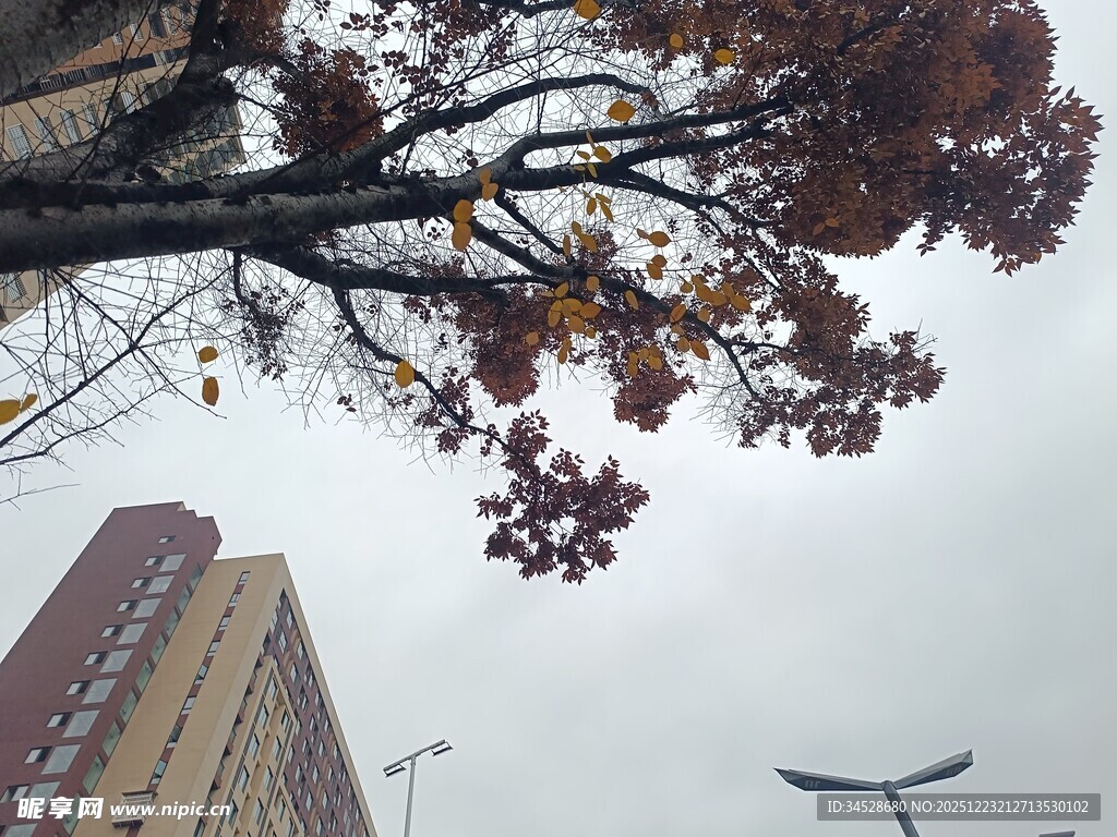 秋日树梢下的城市飞鸟景