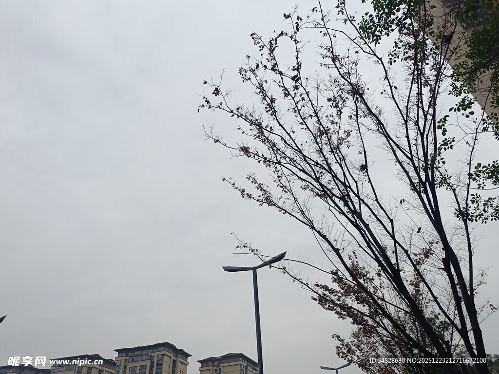 阴天城市中的光秃树木