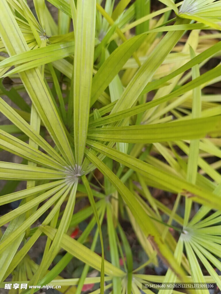 翠绿蒲葵叶片特写