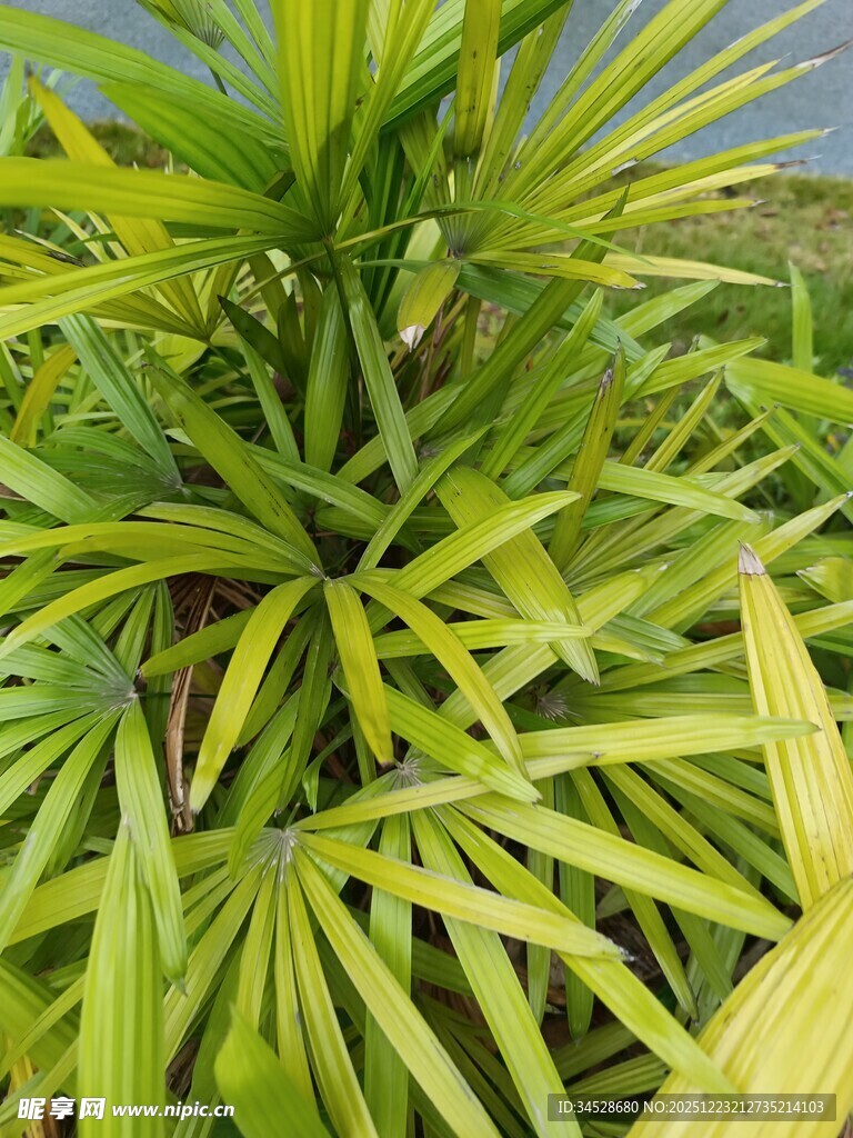 翠绿丛生的热带植物叶片