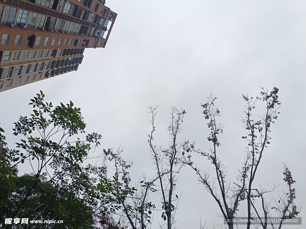 高楼旁光秃树木景象