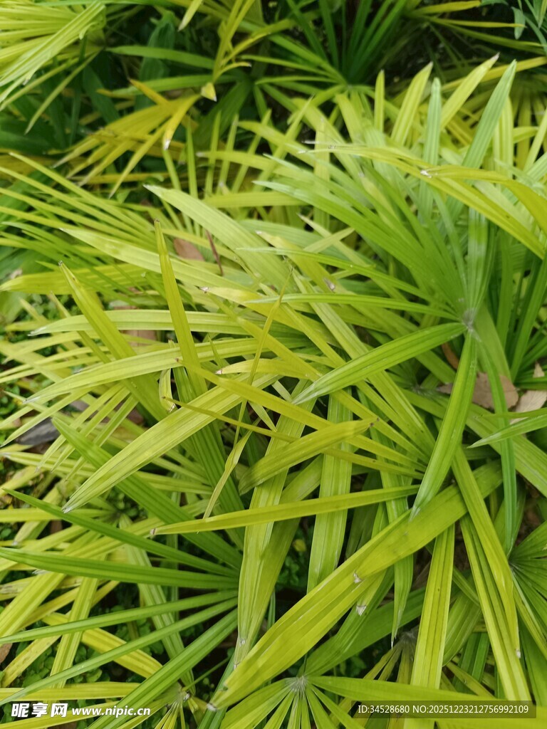 翠绿金边麦冬草特写