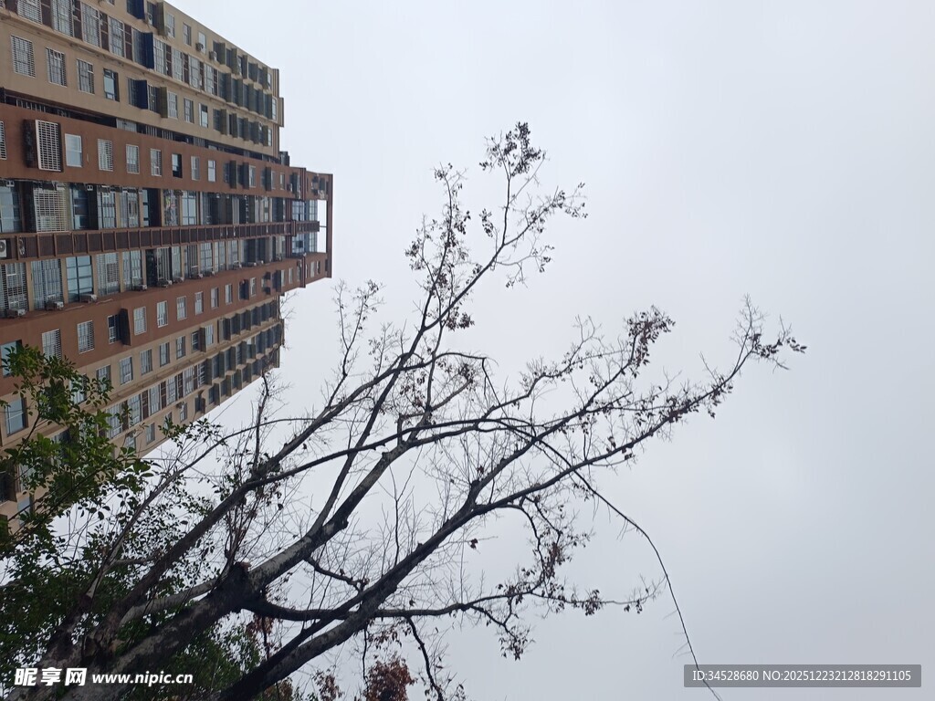 高楼旁的光秃树枝