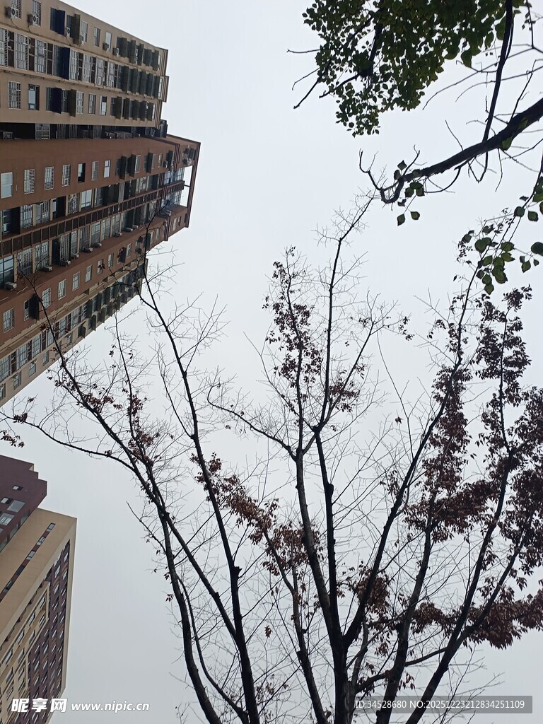 高楼旁的光秃树木景观