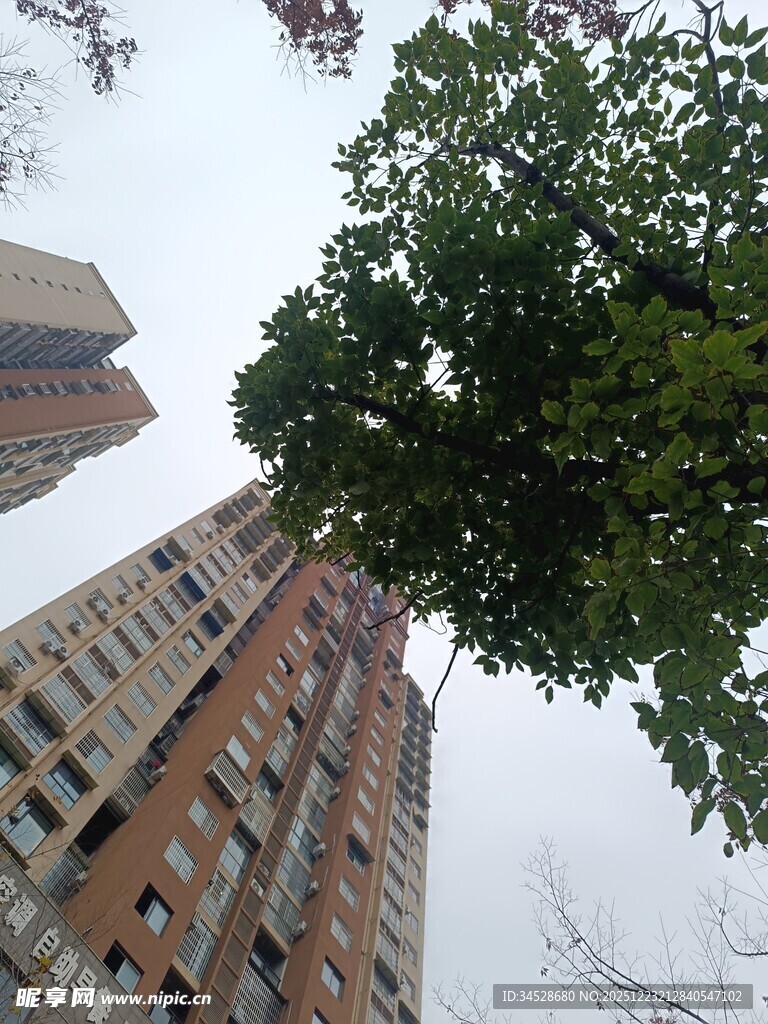 仰视高楼与绿树