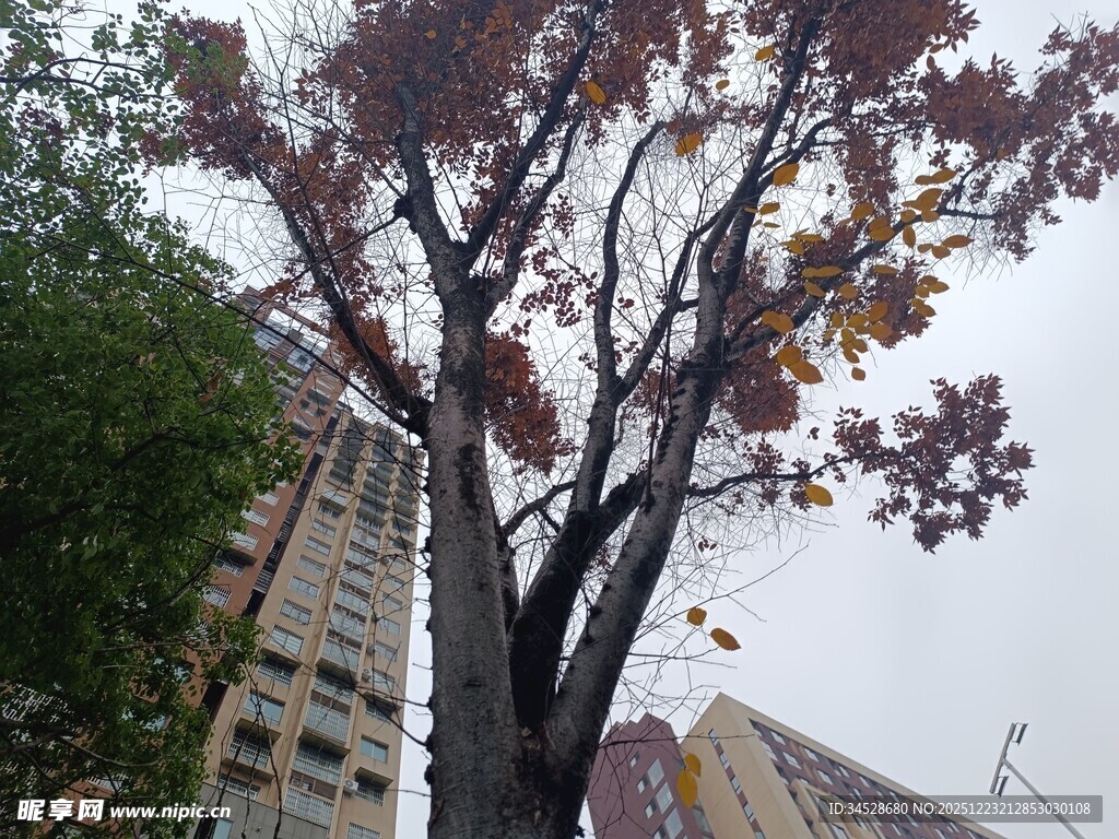 秋日街道旁的斑斓树木