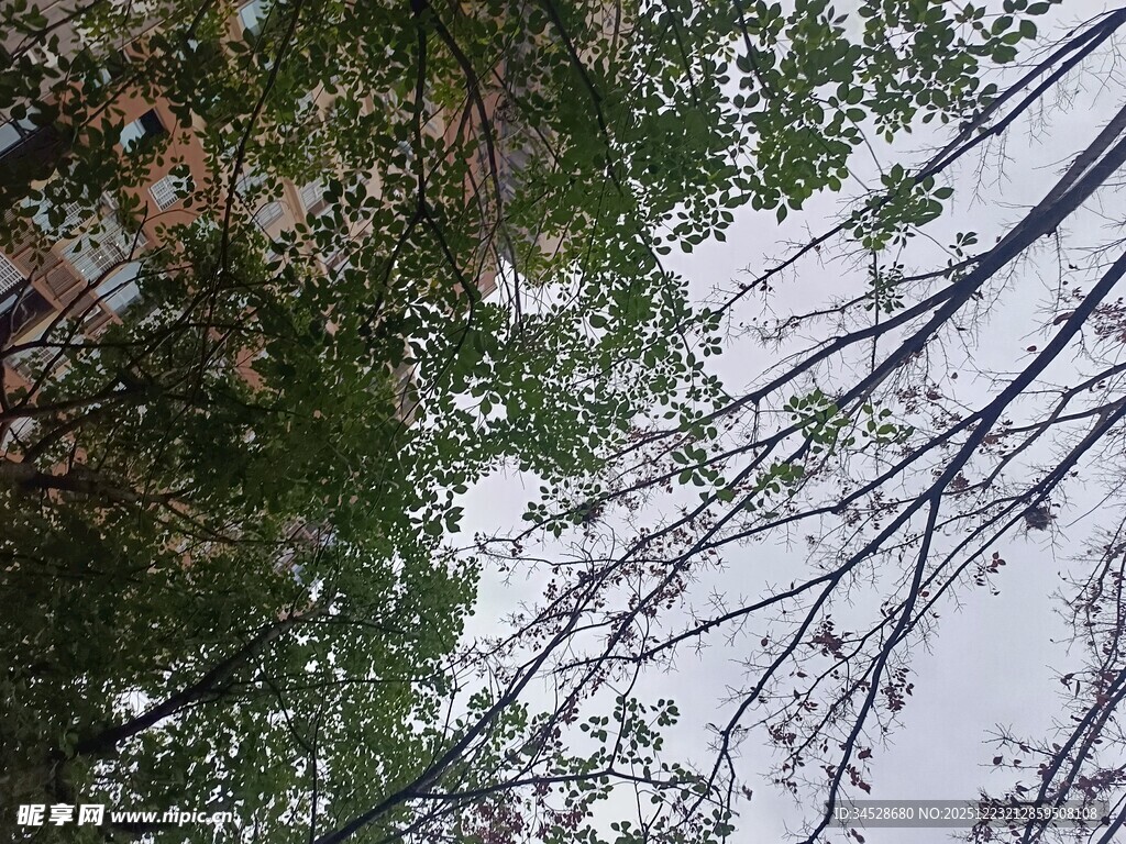 仰视繁茂树木枝叶景观