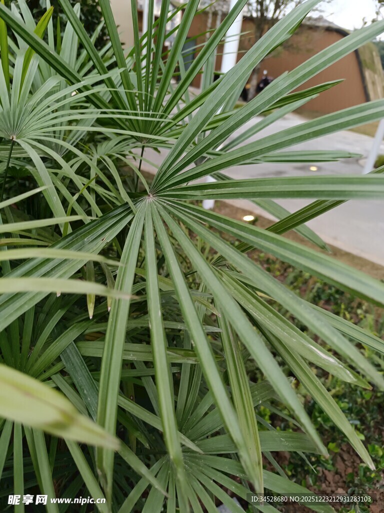 翠绿扇形叶片的棕榈植物