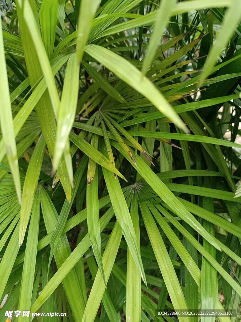 翠绿舒展的细长叶片