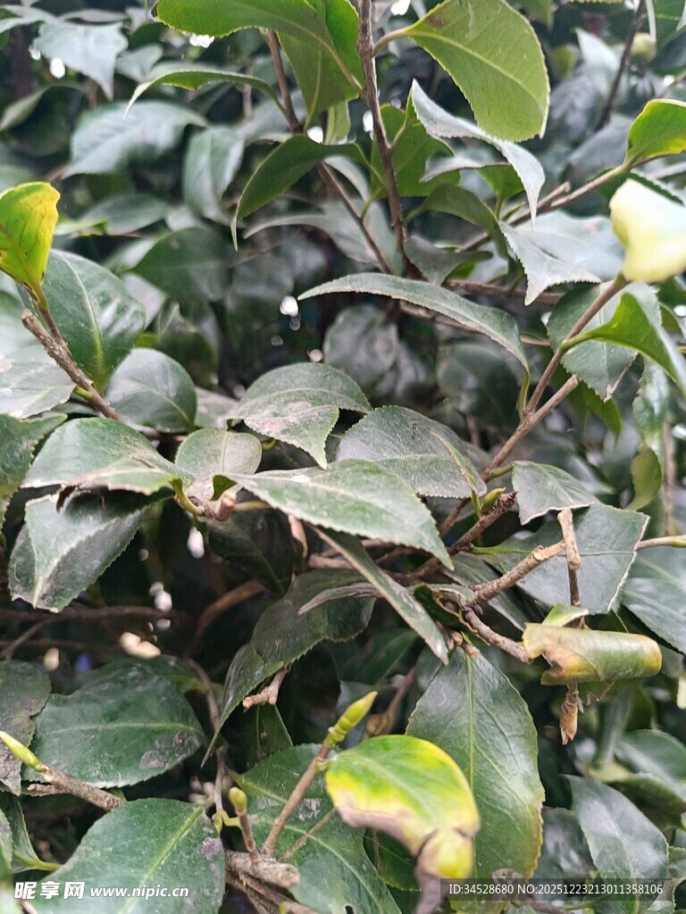 绿叶间的生机盎然植物景象