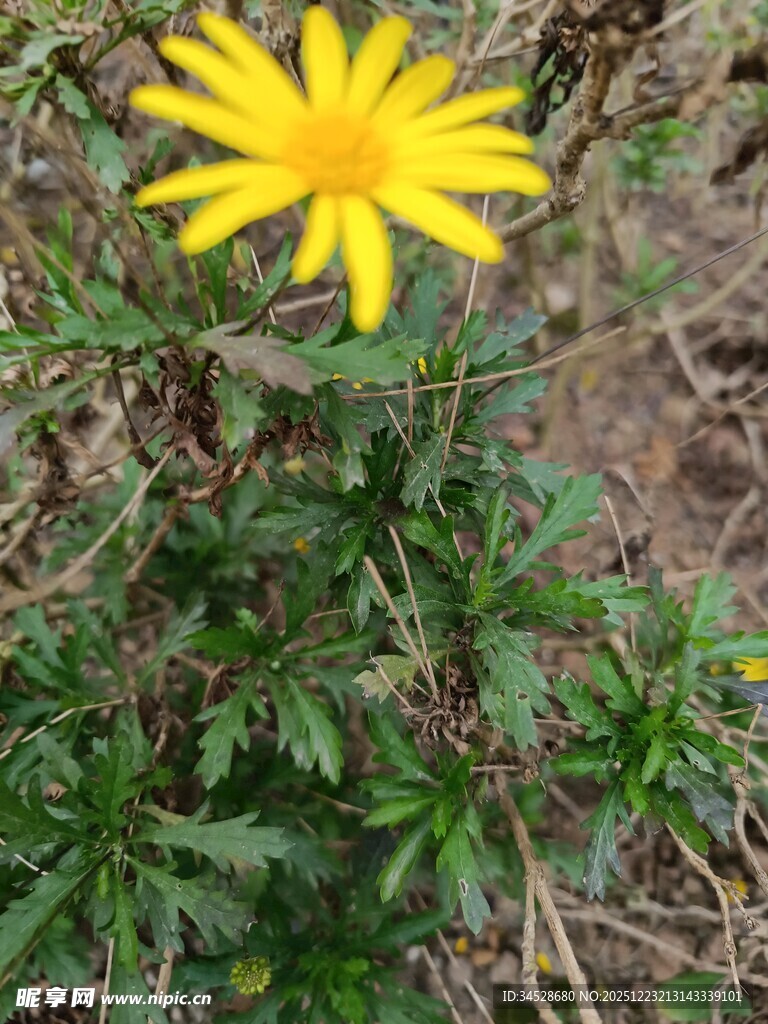 黄色小花绽放于草丛中