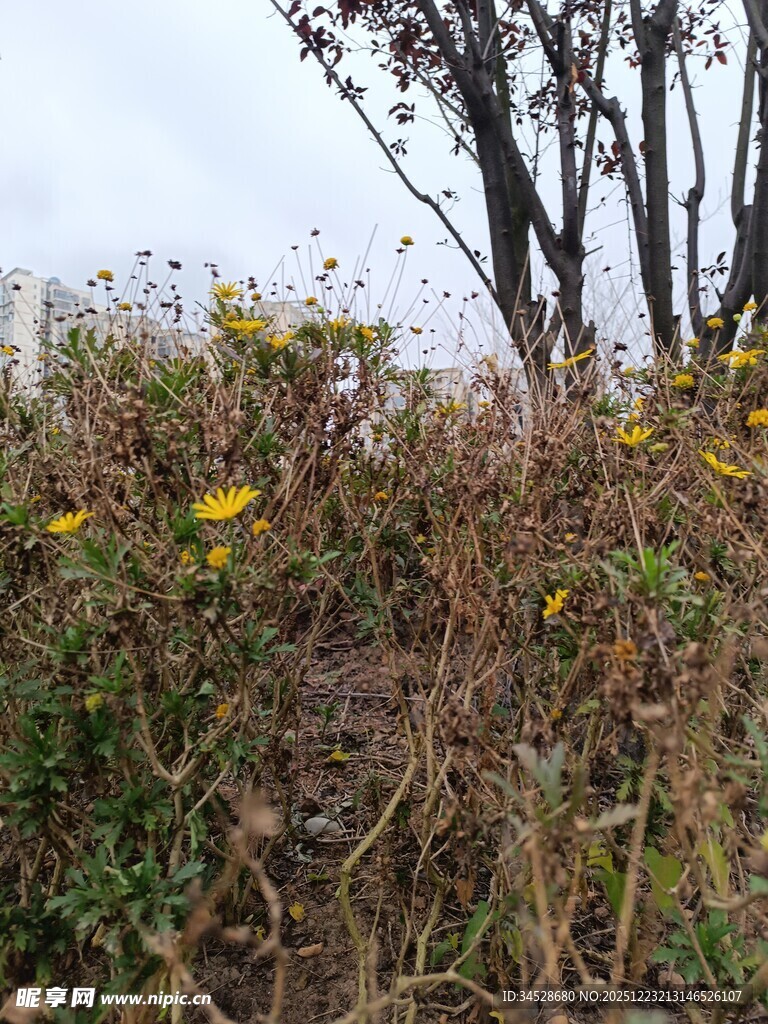 野外秋日绽放的黄色小花