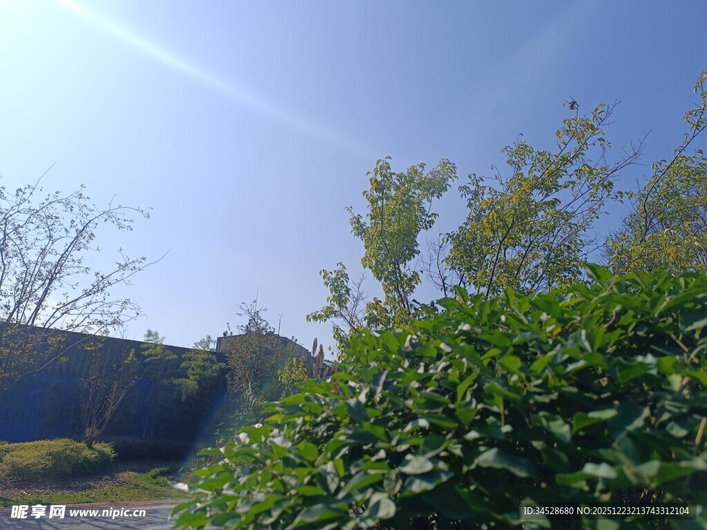 阳光下的绿植与远景