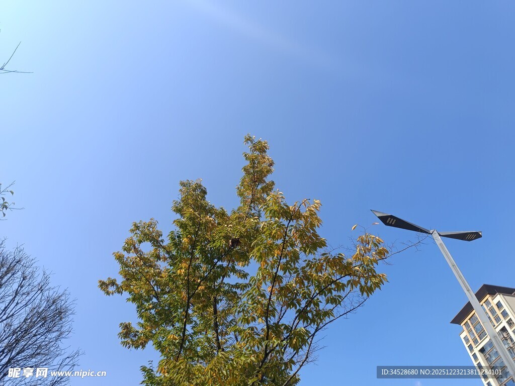 蓝天绿树旁的路灯