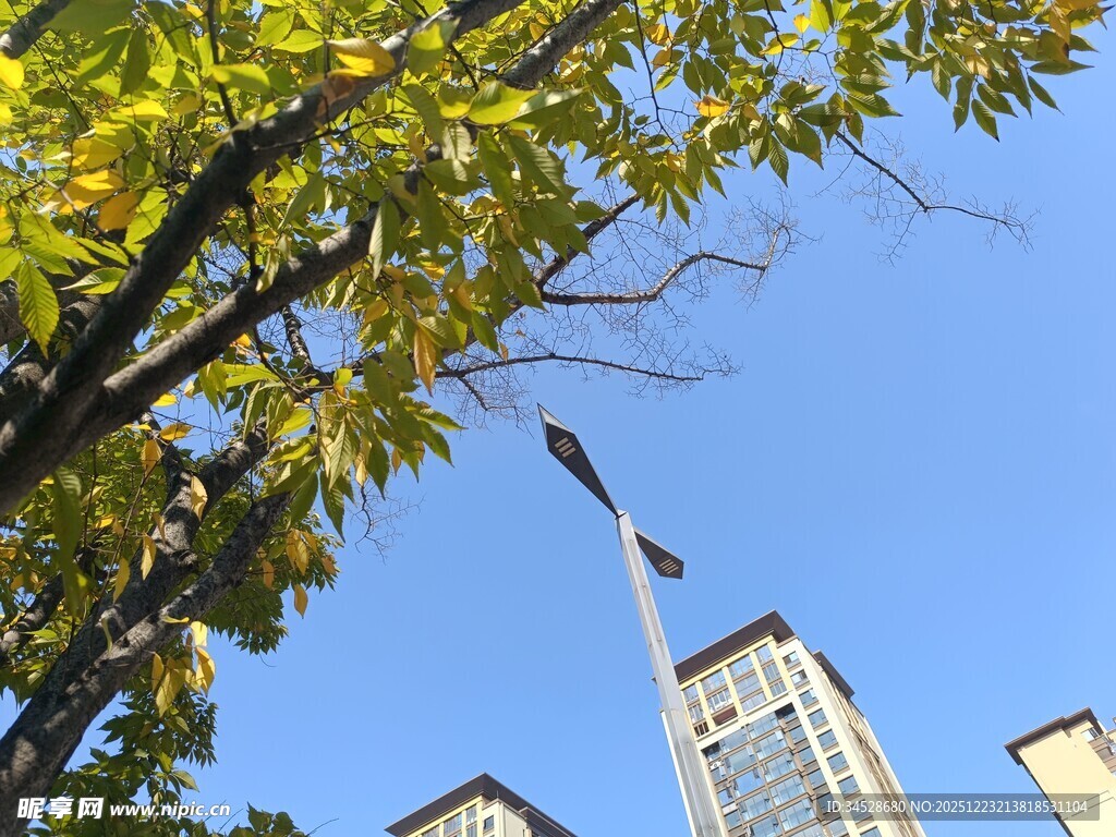 蓝天绿树间的城市建筑