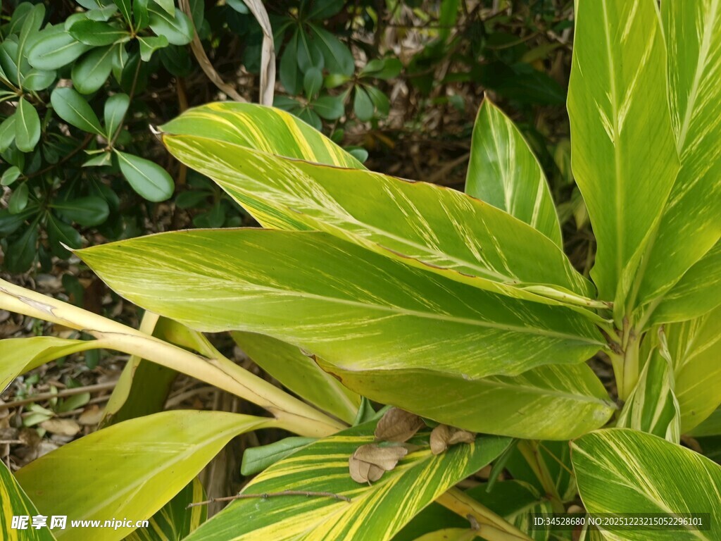 翠绿斑斓的热带观叶植物