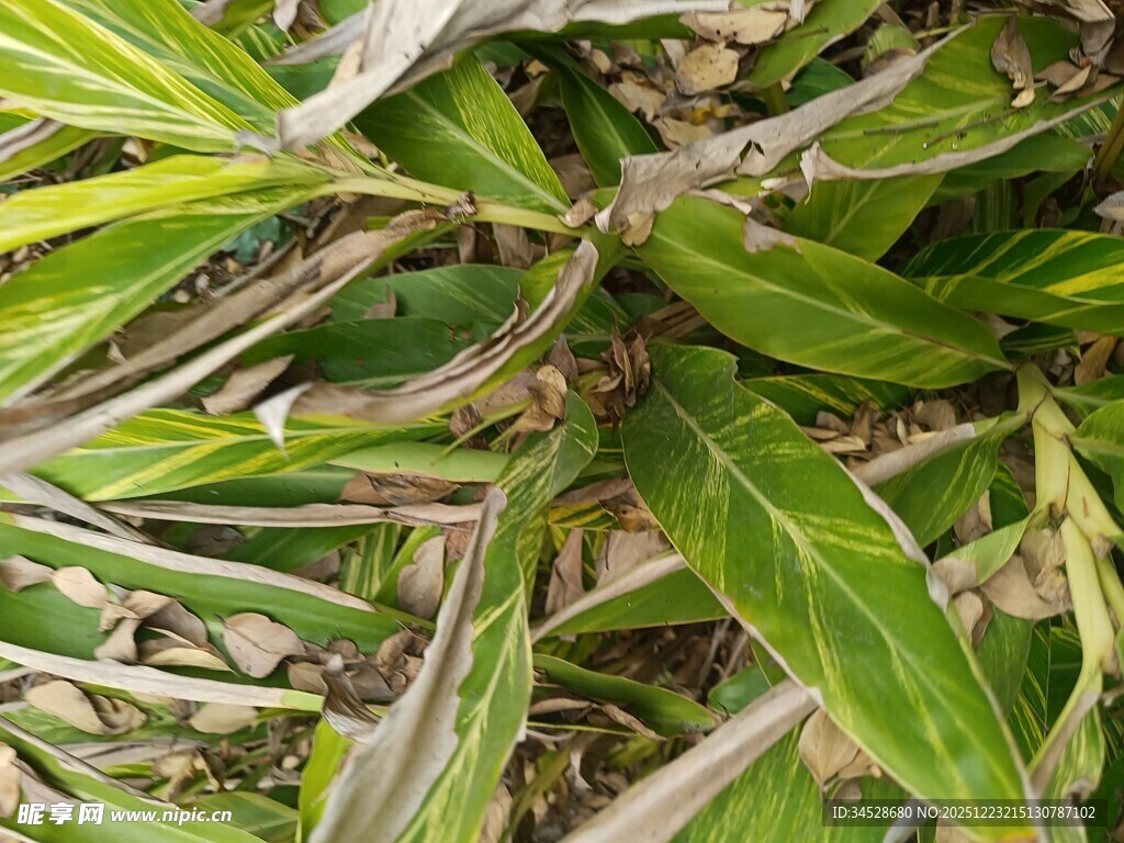 翠绿带黄边的植物叶片