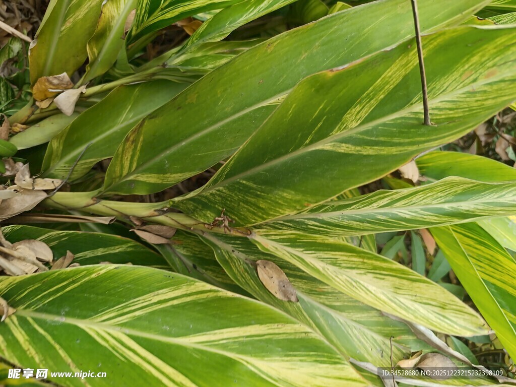 翠绿斑斓的植物叶片