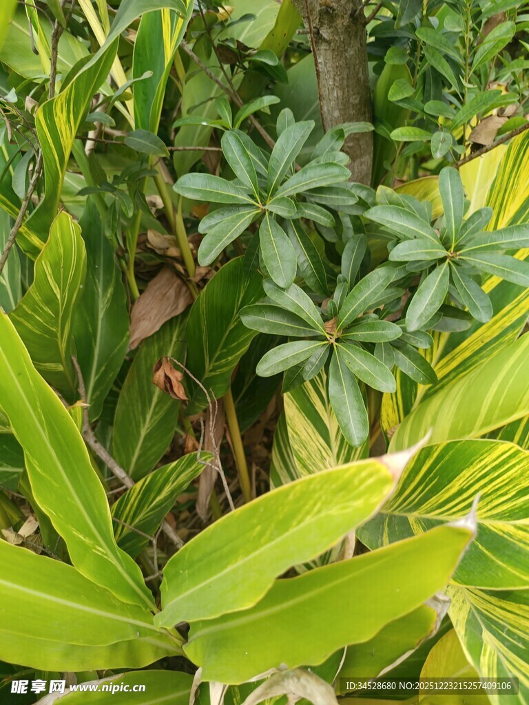 多彩热带植物景观